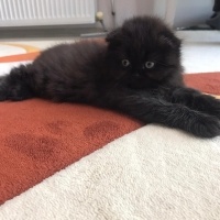Scottish Fold, Kedi  Mortıl fotoğrafı