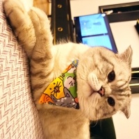 Scottish Fold, Kedi  Pablo fotoğrafı