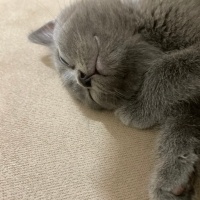 British Shorthair, Kedi  Mars fotoğrafı