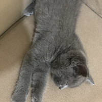 British Shorthair, Kedi  Mars fotoğrafı