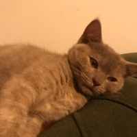 British Shorthair, Kedi  Maşa fotoğrafı