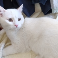 Tekir Kedi, Kedi  Paşa fotoğrafı
