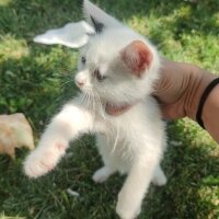 Ankara Kedisi, Kedi  Pamuk fotoğrafı