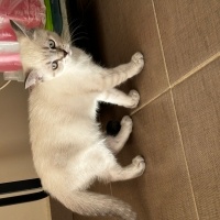 British Shorthair, Kedi  Yok fotoğrafı