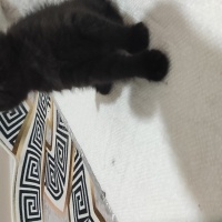 Scottish Fold, Kedi  Kara kizim fotoğrafı