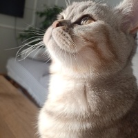 British Shorthair, Kedi  Marlin fotoğrafı