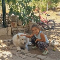 Samoyed, Köpek  Pamuk fotoğrafı