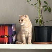 Scottish Fold, Kedi  limon fotoğrafı