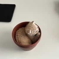 Scottish Fold, Kedi  limon fotoğrafı