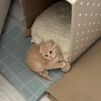 Scottish Fold, Kedi  limon fotoğrafı