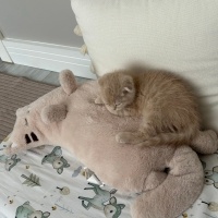 Scottish Fold, Kedi  limon fotoğrafı