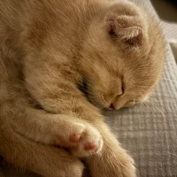Scottish Fold, Kedi  limon fotoğrafı