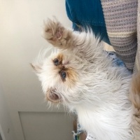 İran Kedisi (Persian), Kedi  PARİS fotoğrafı