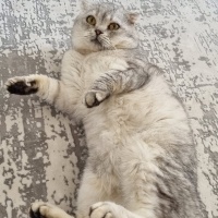Scottish Fold, Kedi  Köpük fotoğrafı