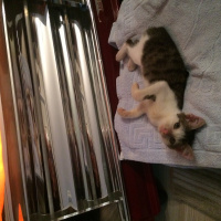 Tekir Kedi, Kedi  Pati fotoğrafı