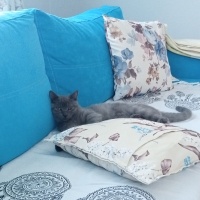 British Shorthair, Kedi  ŞAHANE fotoğrafı