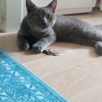 British Shorthair, Kedi  ŞAHANE fotoğrafı