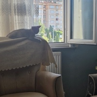 Scottish Fold, Kedi  Paşa fotoğrafı