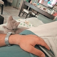 Scottish Fold, Kedi  Paşa fotoğrafı