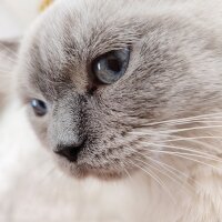 British Shorthair, Kedi  Gofret fotoğrafı