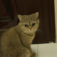 Burmilla (Silver Burmese), Kedi  Alice fotoğrafı