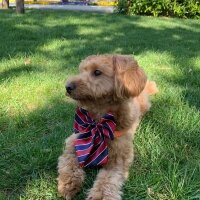 Poodle (Minyatür Kaniş), Köpek  Marlo fotoğrafı