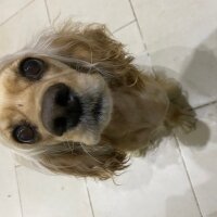 İngiliz Cocker Spaniel, Köpek  Şila fotoğrafı