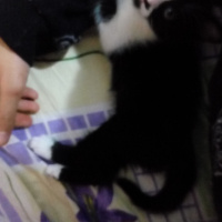 Tuxedo (Smokin) Kedi, Kedi  Mia fotoğrafı