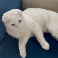 Scottish Fold, Kedi  Çelsi fotoğrafı