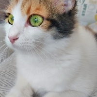 Tekir Kedi, Kedi  Pamuk fotoğrafı