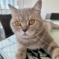 British Shorthair, Kedi  Pablo fotoğrafı