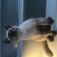 Siyam Kedisi, Kedi  Viski fotoğrafı