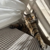 Scottish Fold, Kedi  Şerife fotoğrafı