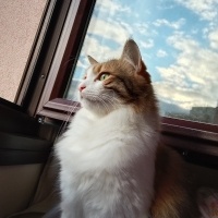 Norwegian Forest, Kedi  Bala fotoğrafı