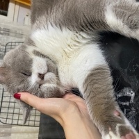 British Shorthair, Kedi  Arthur fotoğrafı
