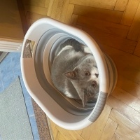British Shorthair, Kedi  Arthur fotoğrafı