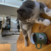 British Shorthair, Kedi  Arthur fotoğrafı