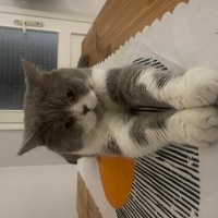 British Shorthair, Kedi  Arthur fotoğrafı