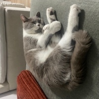 British Shorthair, Kedi  Arthur fotoğrafı