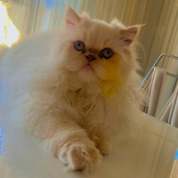 Chinchilla, Kedi  Paşa fotoğrafı