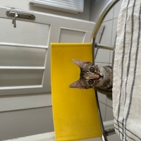 Tekir Kedi, Kedi  Hazy fotoğrafı