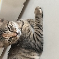 Tekir Kedi, Kedi  Hazy fotoğrafı