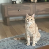 Sarman, Kedi  Tarçın fotoğrafı