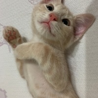 Sarman, Kedi  Tarçın fotoğrafı