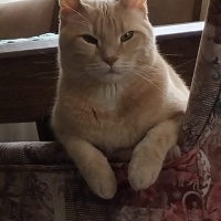 Sarman, Kedi  Tarçın fotoğrafı