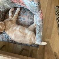 Sarman, Kedi  Tarçın fotoğrafı