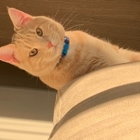 Sarman, Kedi  Tarçın fotoğrafı