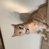 Sarman, Kedi  Tarçın fotoğrafı