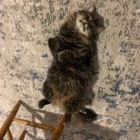 Tekir Kedi, Kedi  Çağla fotoğrafı