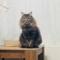Tekir Kedi, Kedi  Çağla fotoğrafı